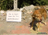 AB KI BAAR… HOME FOR DOGS. #BRINGTHECHANGE