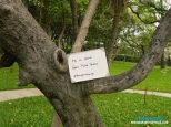 AB KI BAAR… GROW MORE TREES. #BRINGTHECHANGE